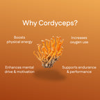Cordyceps Extract