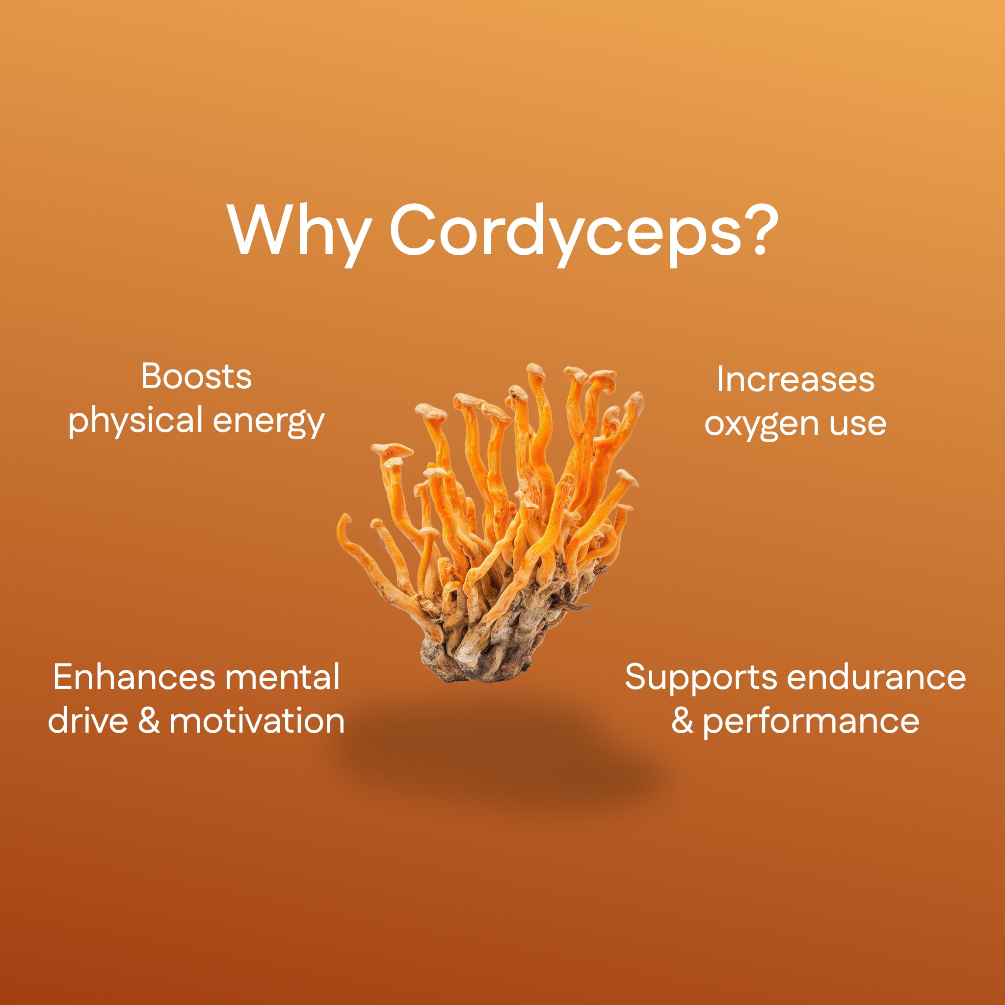 Cordyceps Extract