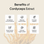 Cordyceps Extract