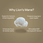 Lion's Mane Extract