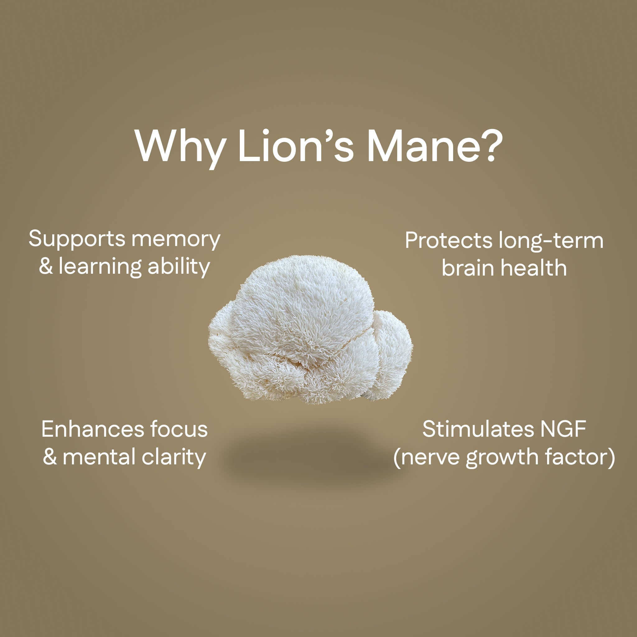 Lion's Mane Extract