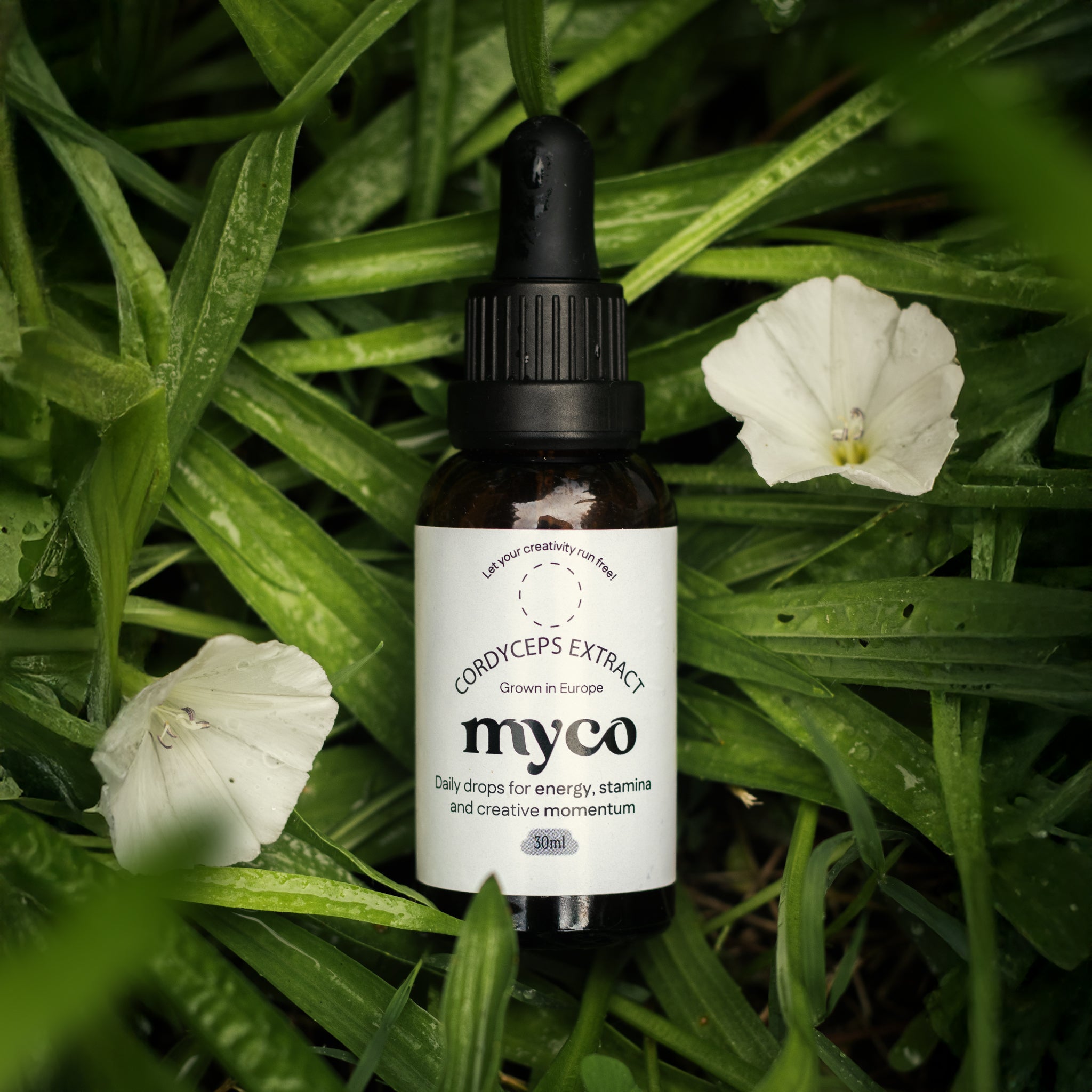 Cordyceps Extract