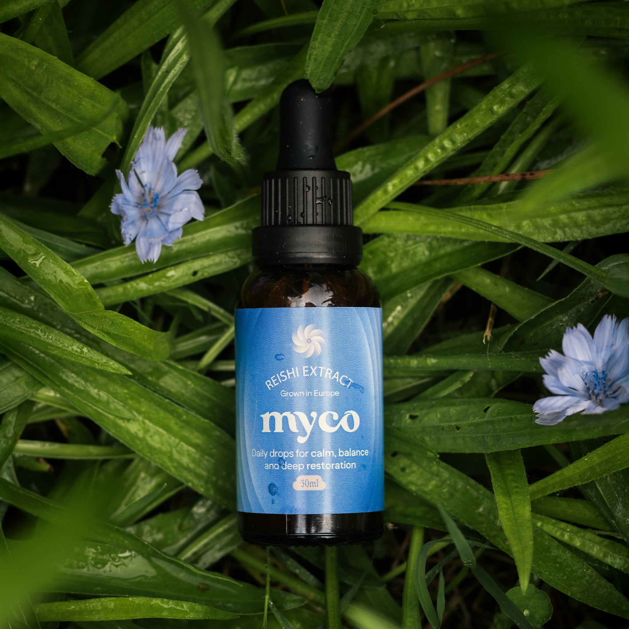 Reishi Extract