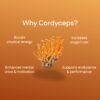C3.jpg Cordyceps Extract