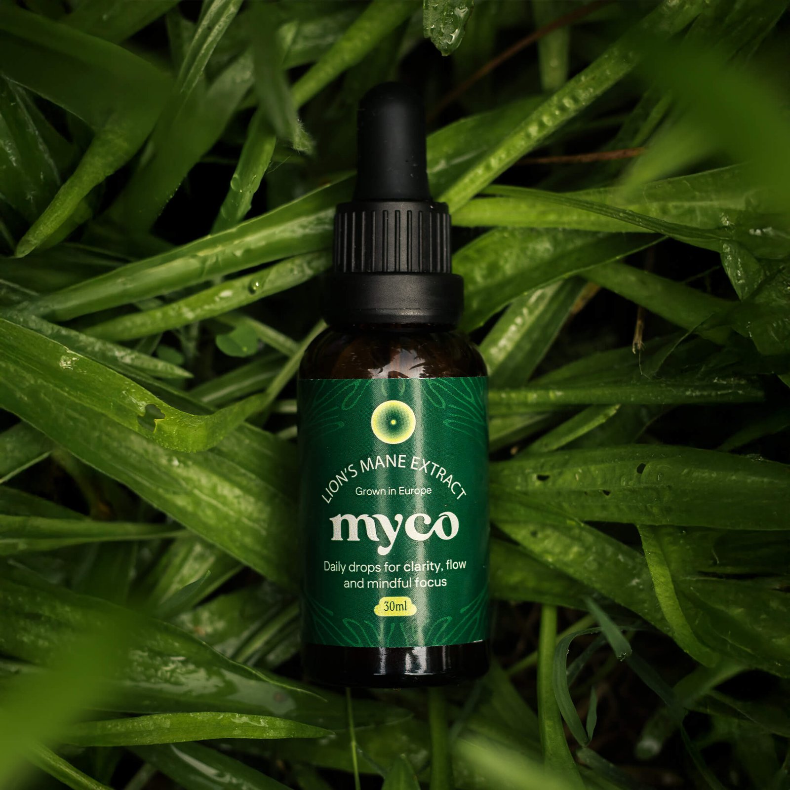 Lion's Mane Extract